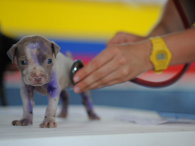 pet clinic Colombo